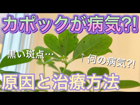 【観葉植物】カポックが病気？！謎の斑点や黒い新芽の原因と治療方法！