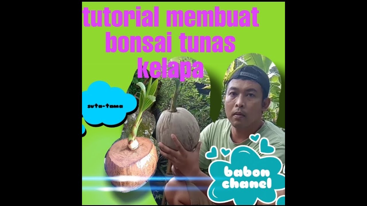 Tutorial membuat bonsai dari tunas buah kelapa YouTube