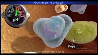 Effect of pH on enzymes