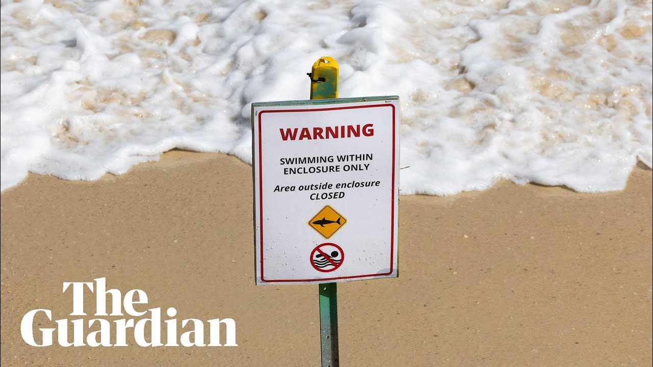 ‘Perfect storm’: why have there been so many shark attacks in Sydney?