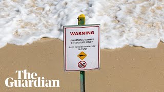 ‘Perfect storm’: why have there been so many shark attacks in Sydney?