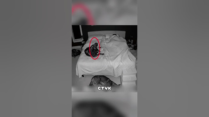 Храбрые собаки встали на ЗАЩИТУ хозяйки😨🔥🐶
