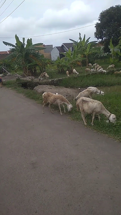 Keseruan wisata gratis, menikmati panorama hijau pedesaan #top #lucu #video #wisata #viralvideo #fyp