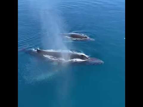 Видео: Загрязнение окружающей среды и социальные факторы как факторы, способствующие преждевременным родам в округе Фресно