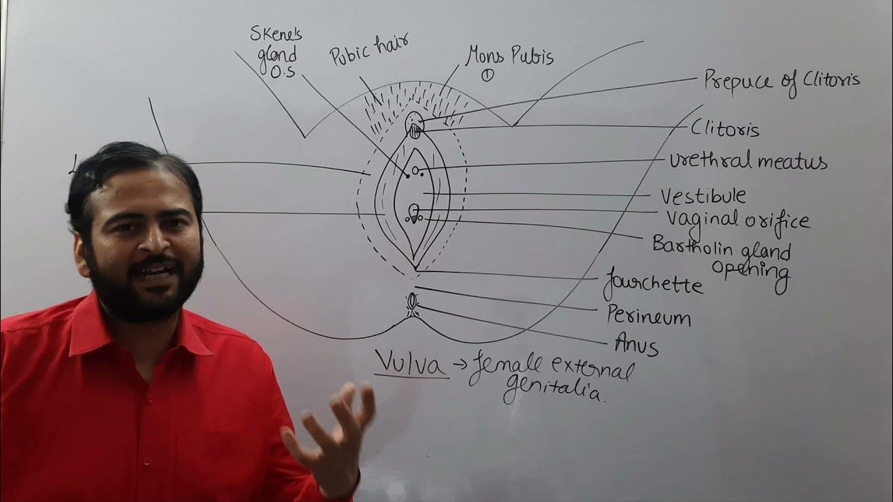 what is vulva/Female external Genitalia/Vagina/mons pubis/labia majora