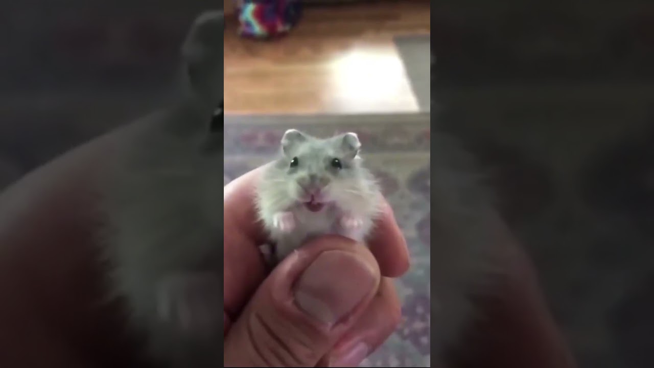 Fake VS Real sound of a Rat