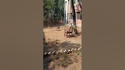 I Captured peacocks at ignou regional centre in khanna l visited for viva on 17 nov 2020 MA  EDU