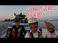 クエ【アラ】 宮崎県 日南油津ヒゲバエにてシブ鯛の活餌でアラを狙う‼　“Giant Grouper Hunt with Live Shibudai at Hige-bae, Miyazaki”