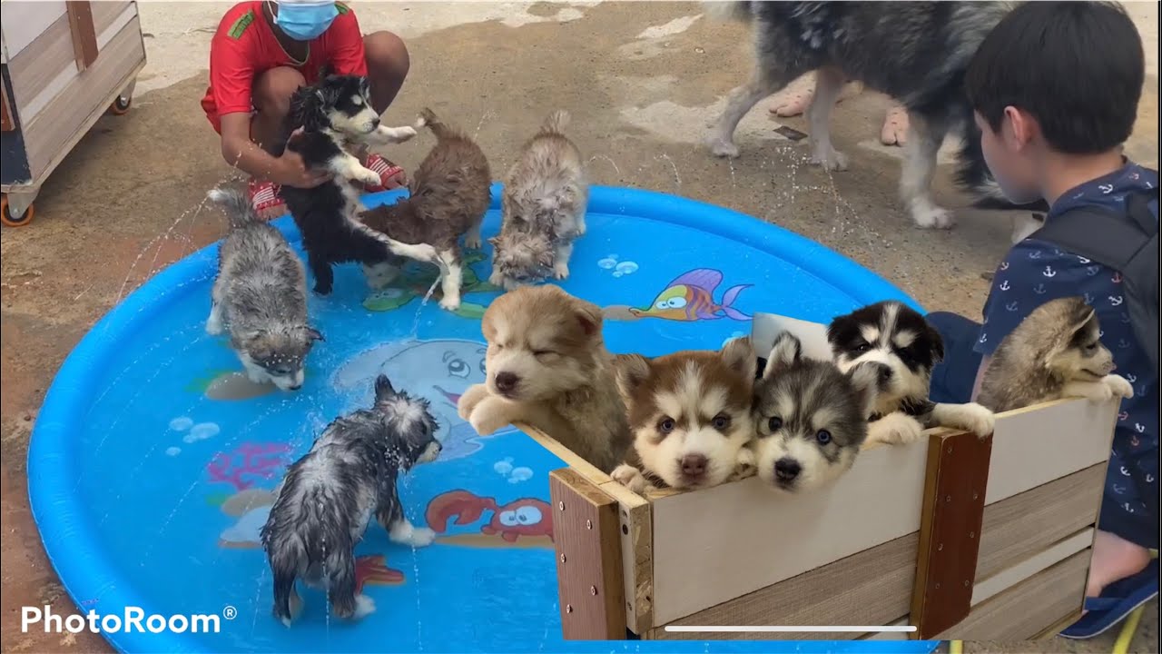 can 5 week old husky be bathed