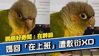 鸚鵡跳上筆電問在幹嘛媽回「在上班」遭敷衍XD寵物鳥小太陽鸚鵡精選影片