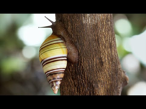 Relax with Snails, Frogs and Animal Families | The Wild Place | BBC Earth