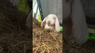 Moon eating #bunny
