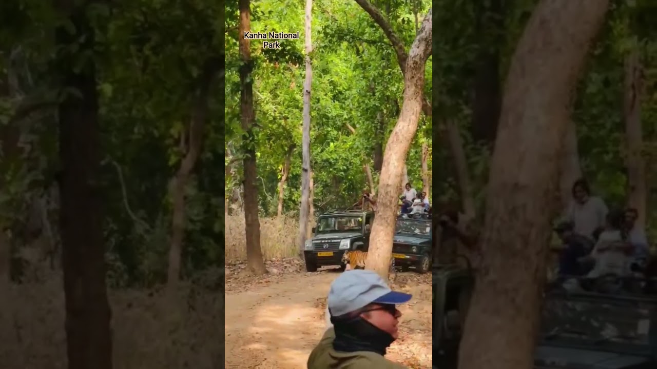 🐅🐅🐯🐯 #kanhatigerreserve #wildlife Kanha National Park mukki gate Safari  DJ 9 tigers###🐯🐅🐅🐅