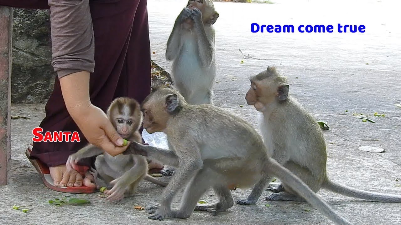 baby monkey crying for milk Surprise dream come true Santa - First time Santa able to eat and play with her relative