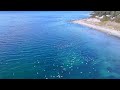 Sea Lions feeding on a Herring spawn, Savary Island, BC