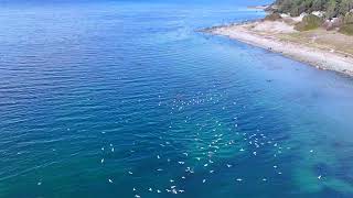 Sea Lions feeding on a Herring spawn, Savary Island, BC