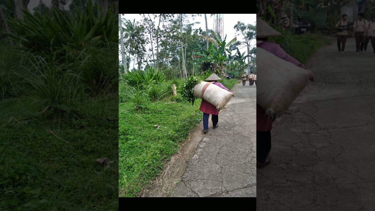 Carita Sunda...Ngangon