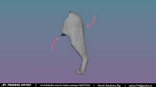 Ribbon Muscle simulation