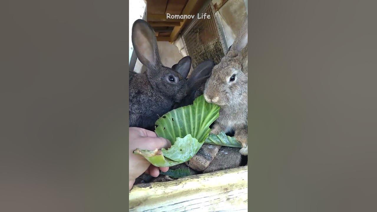 Можно давать кроликам капусту. Кроличья капуста. Сколько раз в день надо кормить кролика.