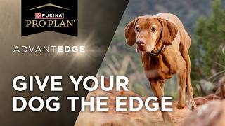 Introducing Pro Plan AdvantEDGE Dog Food