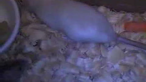 Watch the video about Two new rats