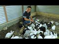 FREE-RANGE FARMING│Feeding hundreds of farm animals & Harvesting hundreds of chicken eggs