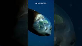 Macropinna Microstoma | The Deep-Sea Enigma You Won't Believe Exists!