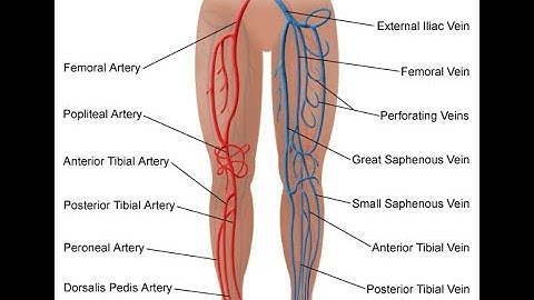 Repair blood vessels extremity CPT code - simplify medical coding
