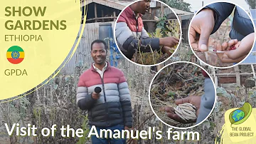 Visit to Amanuel’s Farm – GPDA 🇪🇹 #1 | Global Bean Show Gardens