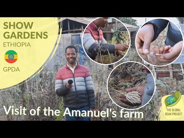 Visit of the Amanuel's farm - GPDA 🇪🇹 #1 | Global Bean Show gardens