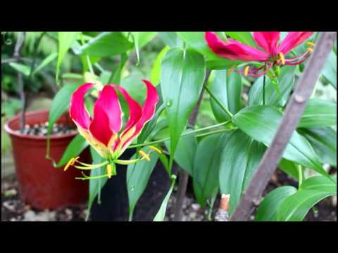 How to grow Gloriosa Lily (Climbing Lily or Flame Lily)