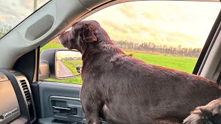 Funny Lab Enjoys his Morning Rides in the Country by Rivers the Chocolate Lab 157 views 1 month ago 38 seconds
