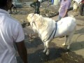 Deonar Bakra Mandi 2012 Whatsapp Status Video Download Free