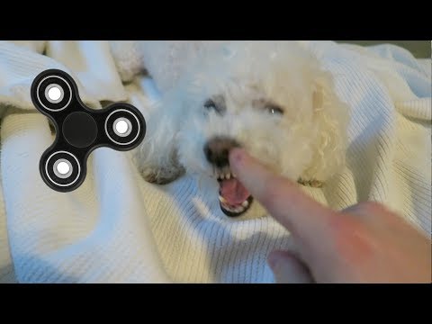 even-my-dog-is-addicted-to-fidget-spinners!