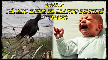 ¿Qué es el pájaro que suena como el llanto de un bebé?