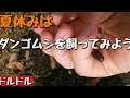 ダンゴムシを飼ってみよう！ #24