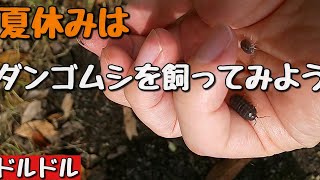 ダンゴムシを飼ってみよう！ #24