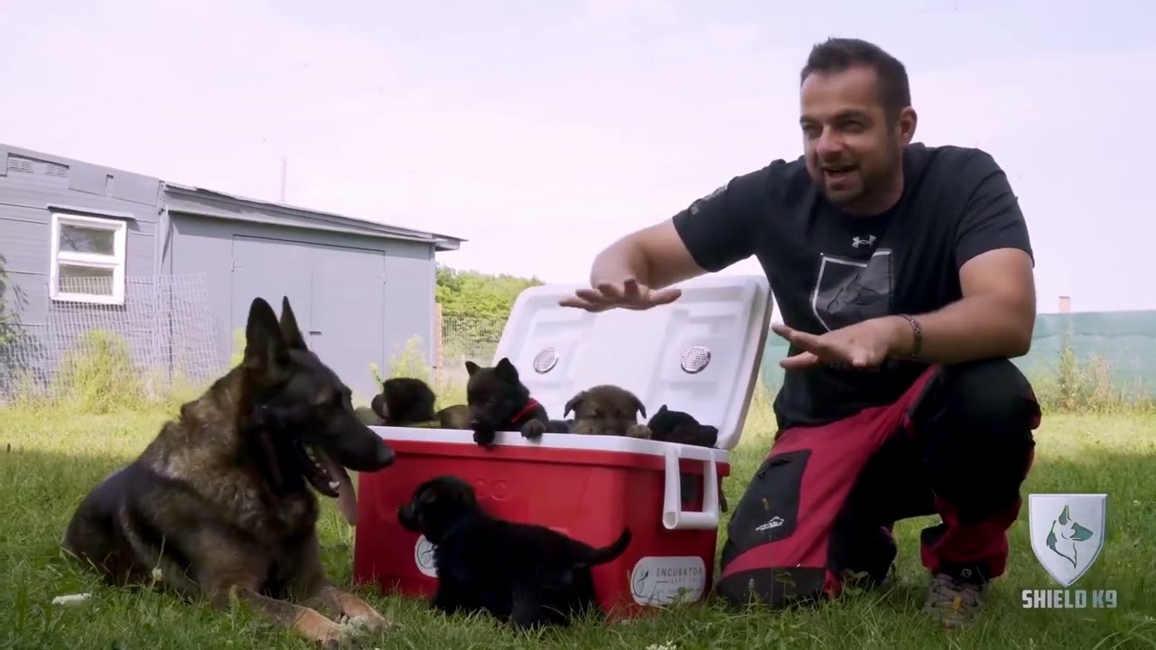 Meet our Working line German Shepherd Puppies! | Shield K9 | Clips