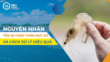Nguyên nhân tôm bị cong thân đục cơ và cách xử lý | DONGACHEM