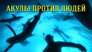 Я панически боюсь акул. Поэтому я прыгнул к ним в воду...