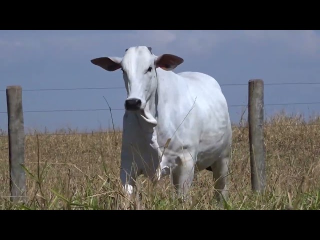 Lote 37   Leilão Nelore CEN & Fazenda Modelo