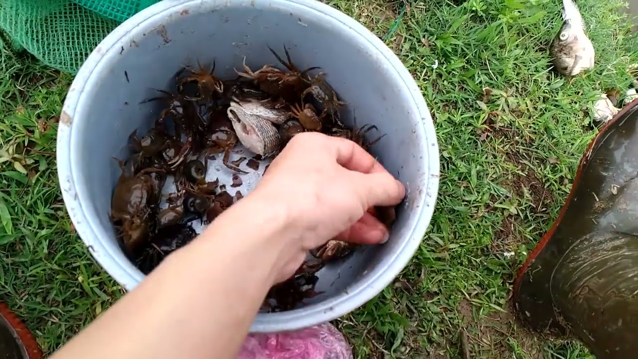 đánh bẫy cua đồng miêng bắc ngày đầu mùa