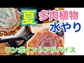 ｢多肉植物｣夏の水やりアドバイス