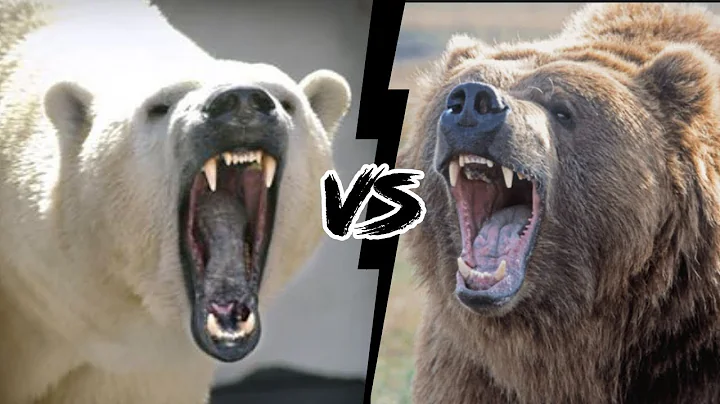 URSO POLAR VS URSO PARDO - Qual o urso mais forte?