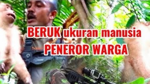 Akhir Pelarian Sang RAJA BERUK,PENEROR WARGA
