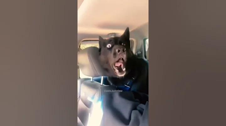 Video 11567031: cat cutecat pets funnycats, cat funnycats animals cutecat, cat pets cutecat funny