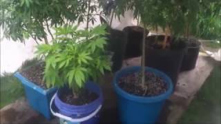 PUTTING 8 INDOOR MARIJUANA PLANTS OUTSIDE IN MIDDLE MARCH MADNESS IN SOUTH OREGON