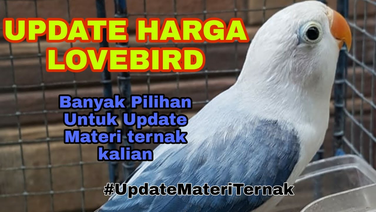 Update Harga Lovebird, Untuk Update Materi ternak kalian 