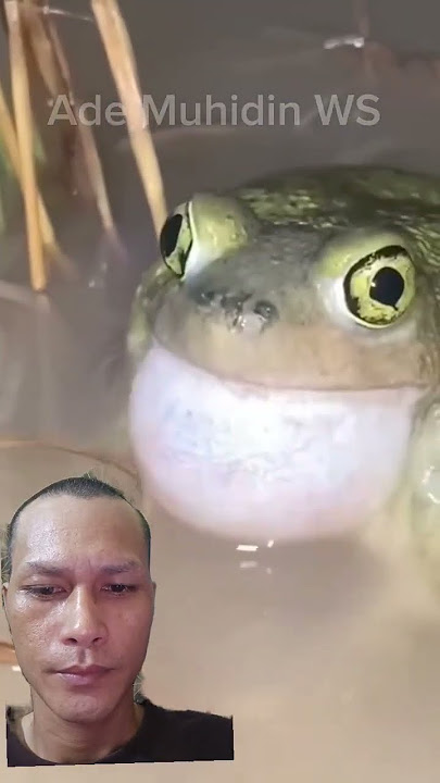 #frog #funny #memes #animals #toad #suarakodok #kodok