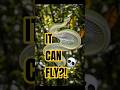 This Snake Can Actually Fly Through The Air!